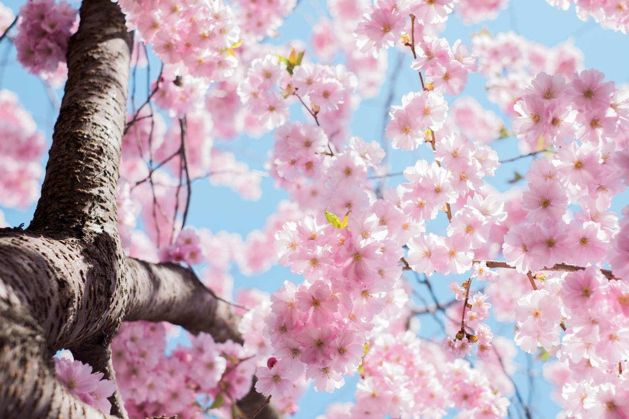 sakura blossoms