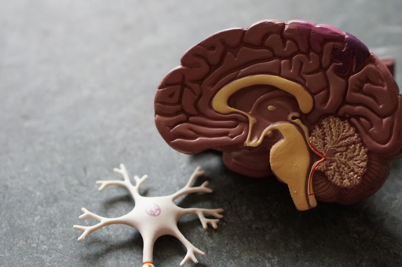 a cross section of a brain model