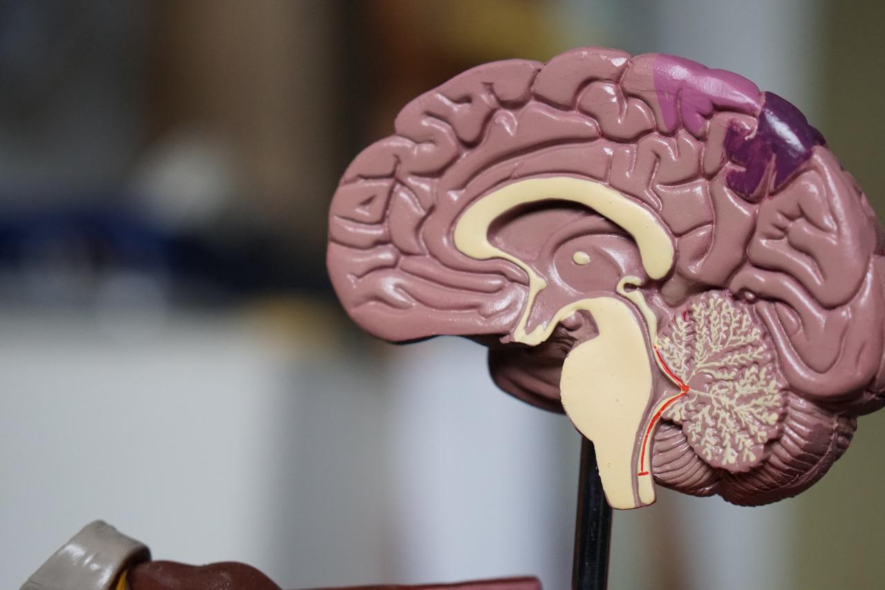 a model of a cross section of a brain