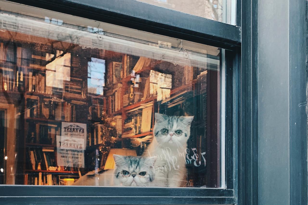 Two cats looking out a window while in quarantine.