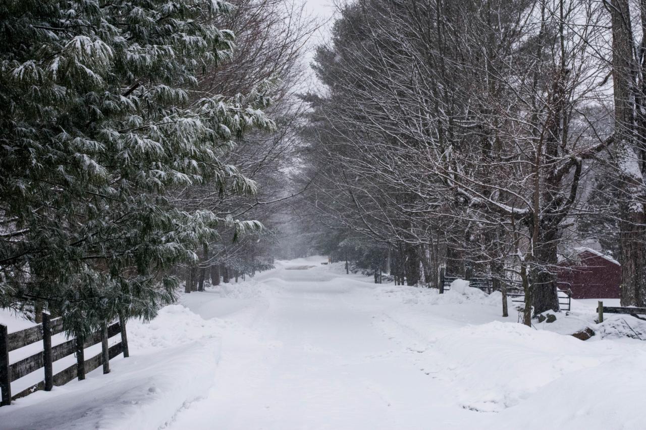 snow covered road receding into the distance between tall pine trees. Photo by Daniel Brubaker on Unsplash