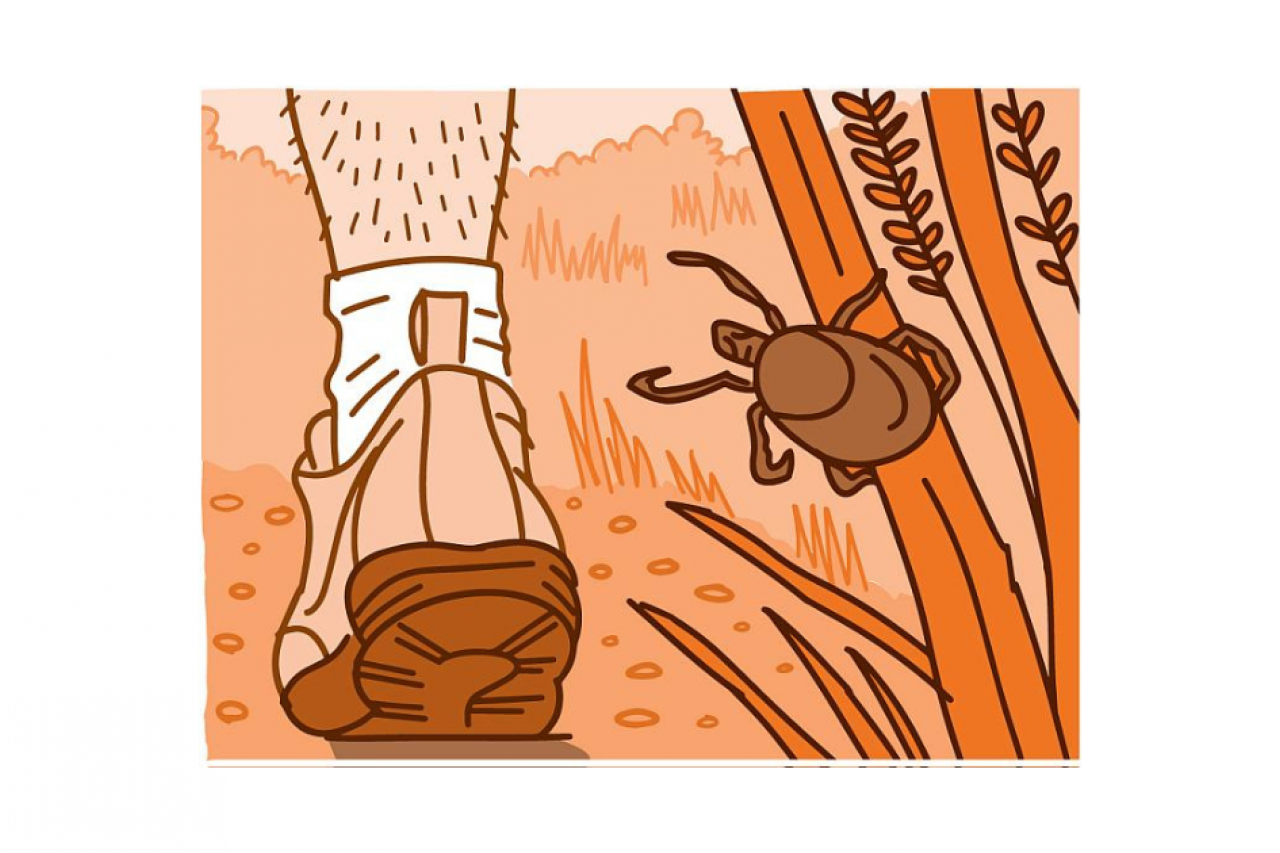 Illustration of person walking on a trail past a tick on a blade of grass