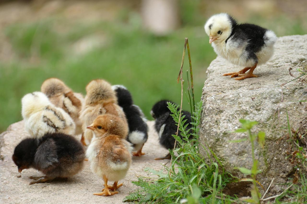 chickens