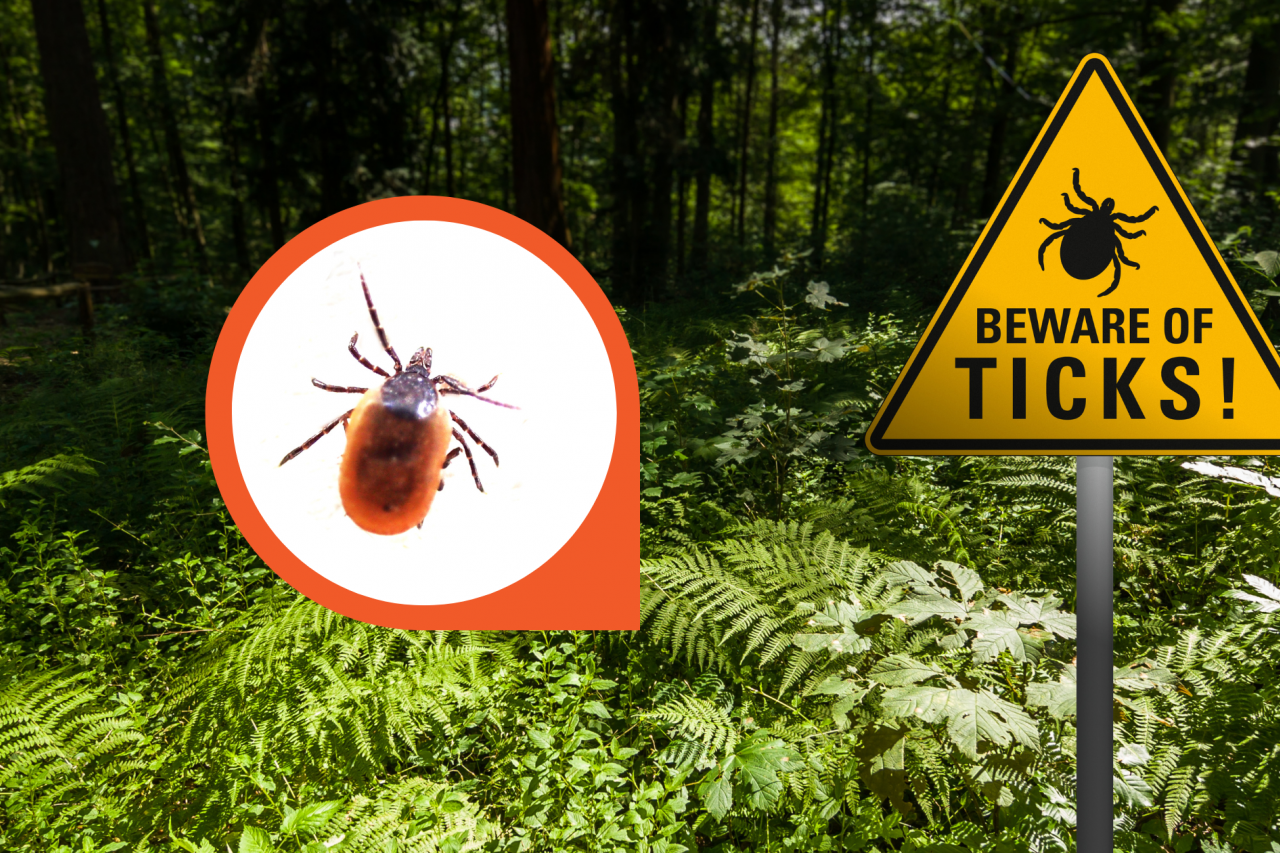 alert sign posted in the middle of wooded area stating “beware of ticks”, with a zoomed in picture of a live tick beside it