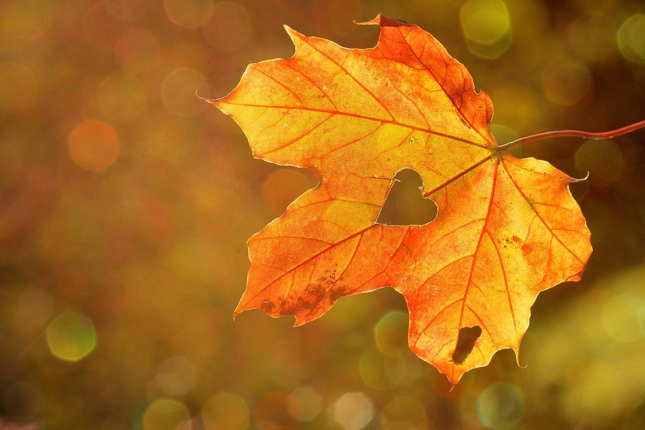 Image of an autumn yellow orange leaf with a heart-shaped hole in the middle.