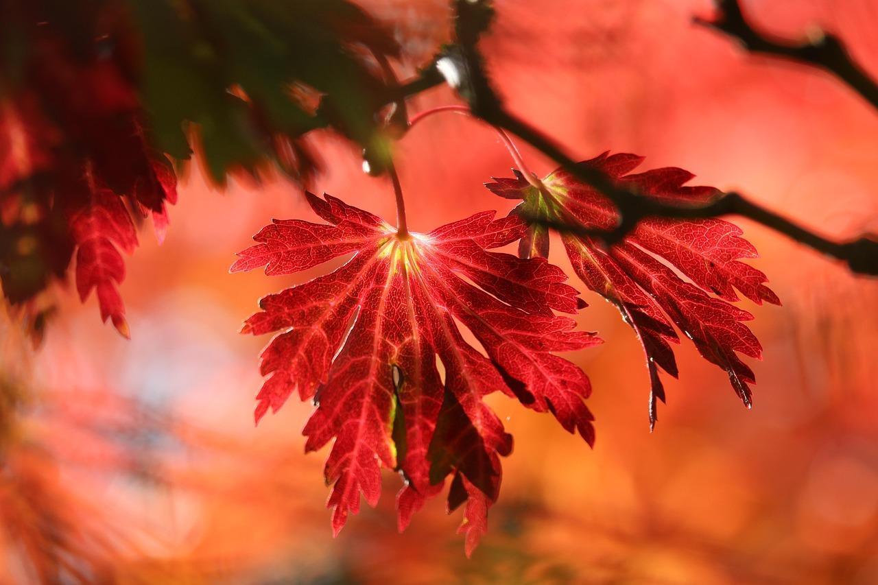 Fall