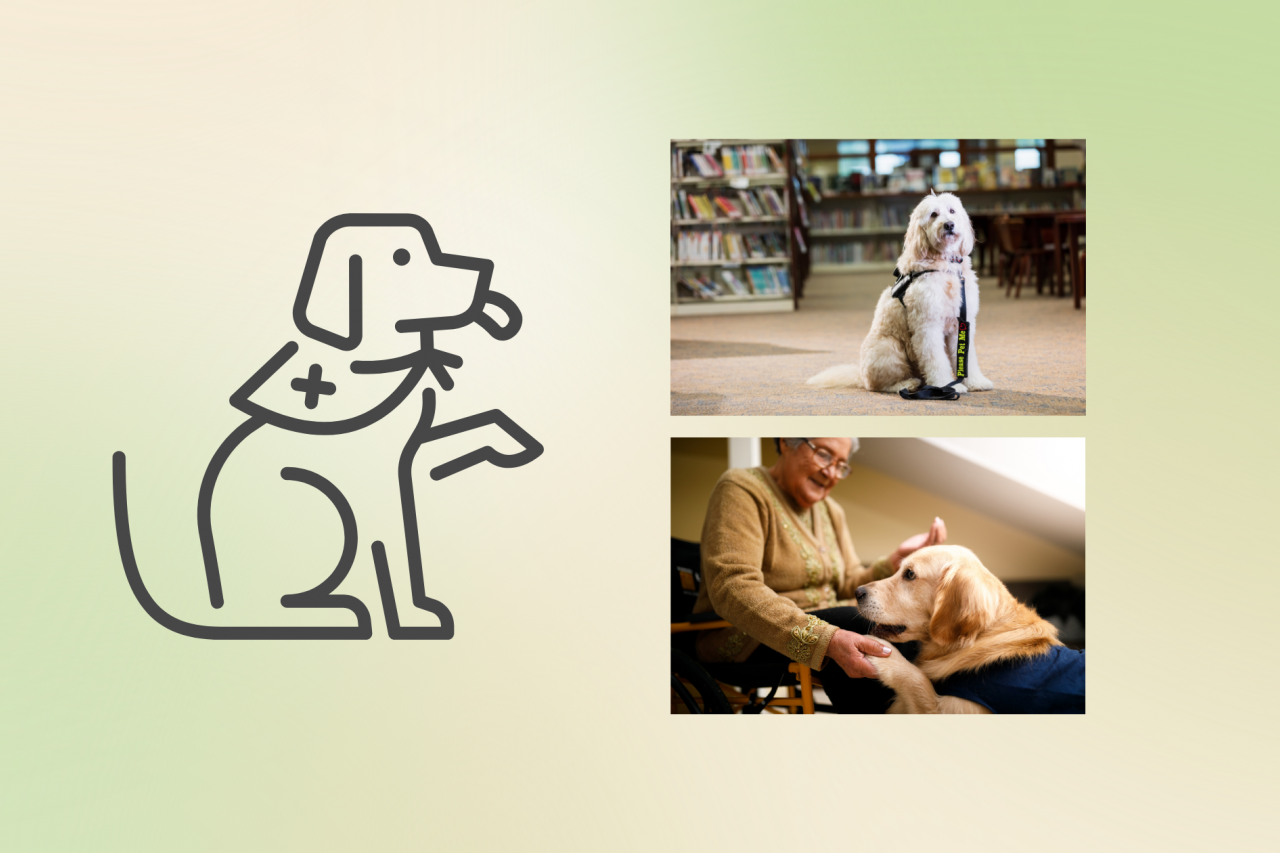 On the left, a vector line drawing of a therapy dog wearing a vest with a plus sign signifying it is a therapy animal with its tongue sticking out and one paw elevated. On the top right, a picture of a goldendoodle therapy dog sitting in a library. On the bottom right, a picture of an older adult woman sitting in a wheelchair interacting with a golden retriever therapy dog, shaking its paw with one hand and holding treats in the other hand.