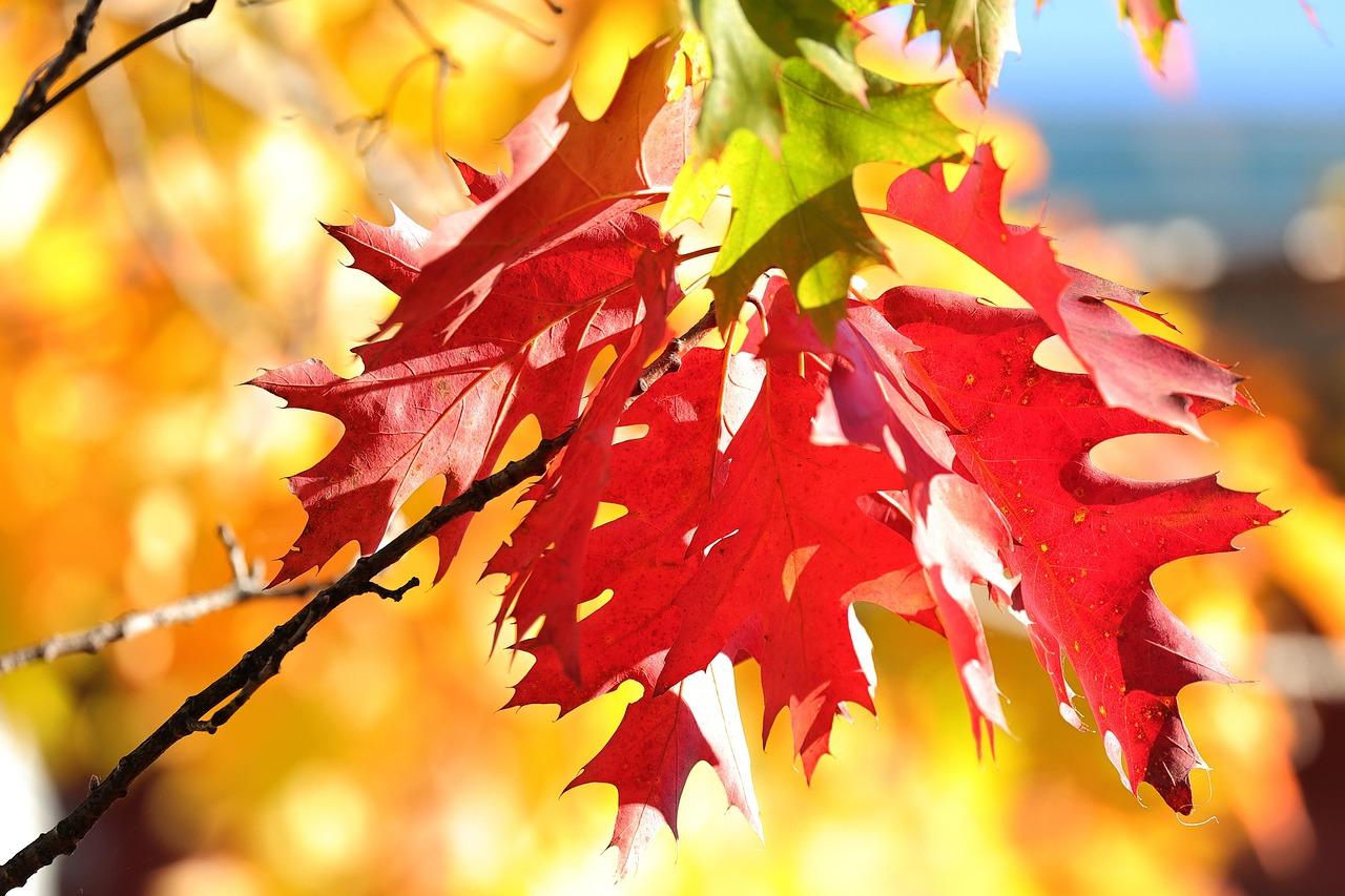 Fall