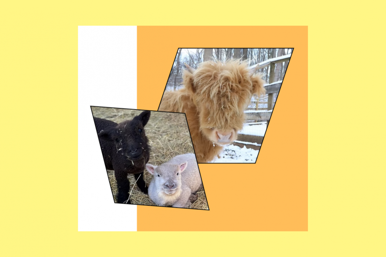 Left: image of baby doll lambs, one black and one white. Right: image of a golden micro highland cow.