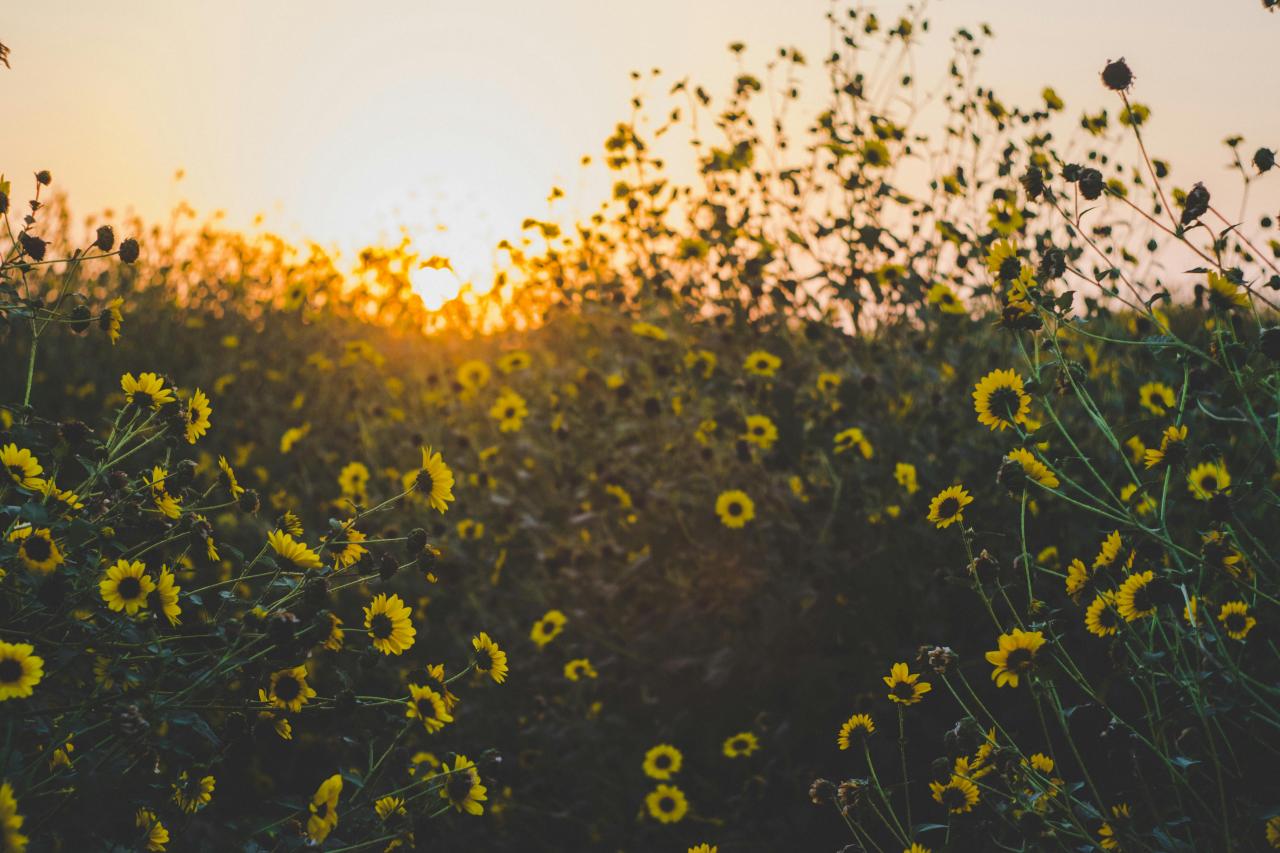 Field of yellow flowers (Black Eyed Susan) with the sun rising or setting in the background.