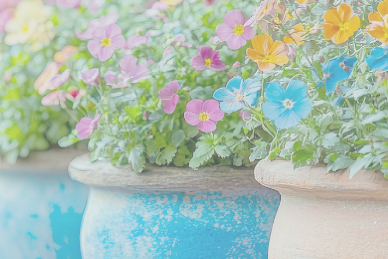 Potted flowers