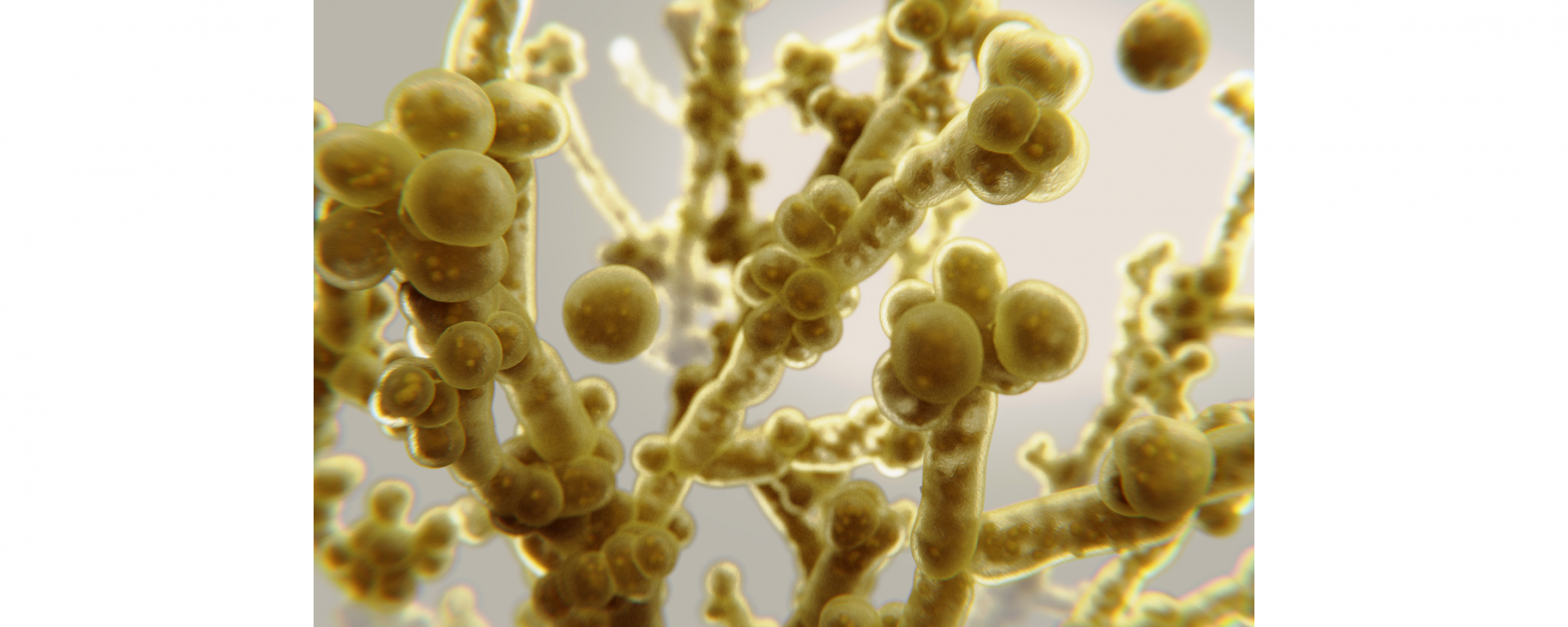 Computer illustration of Candida auris
