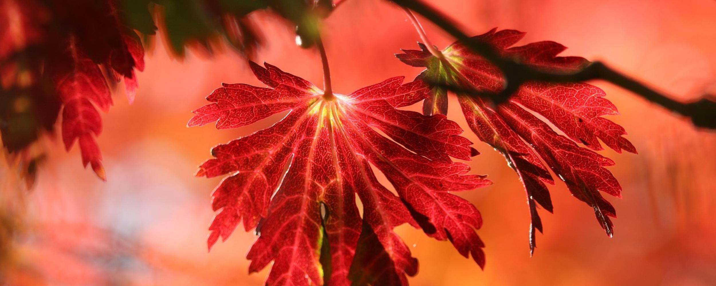 Fall
