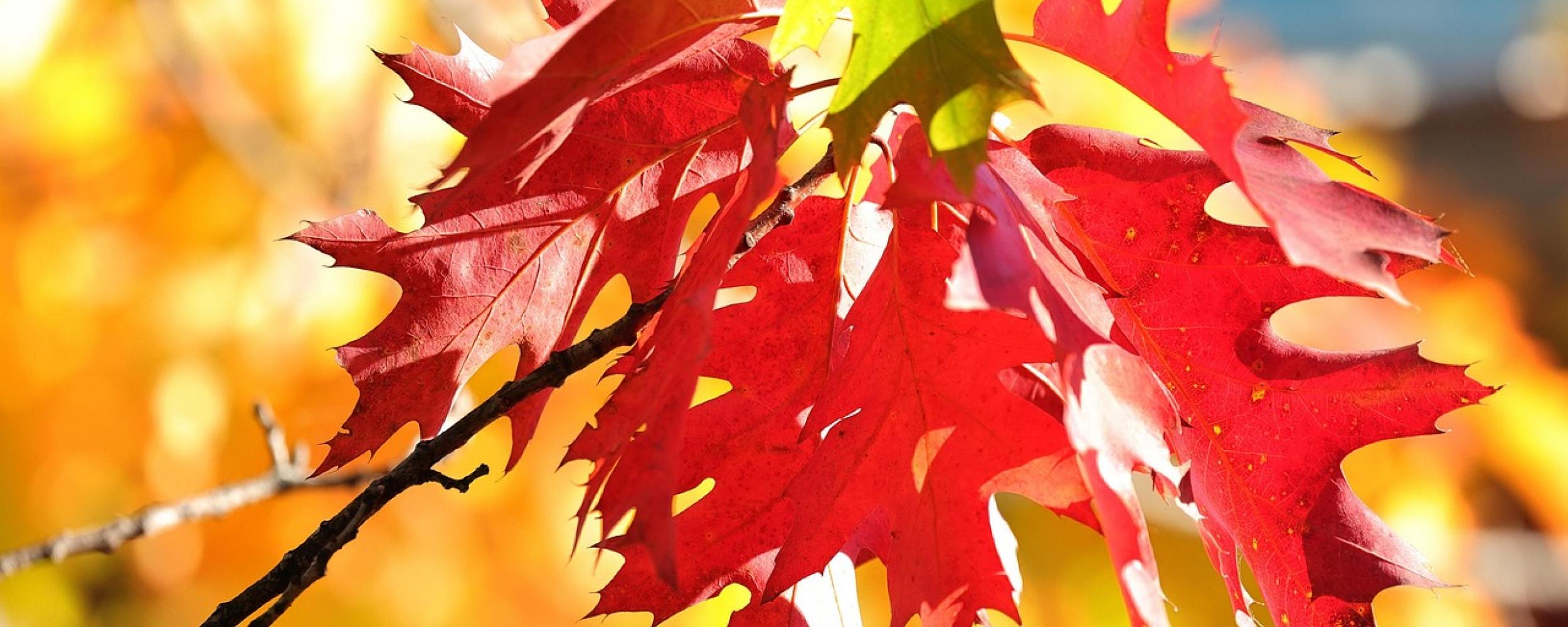 Fall