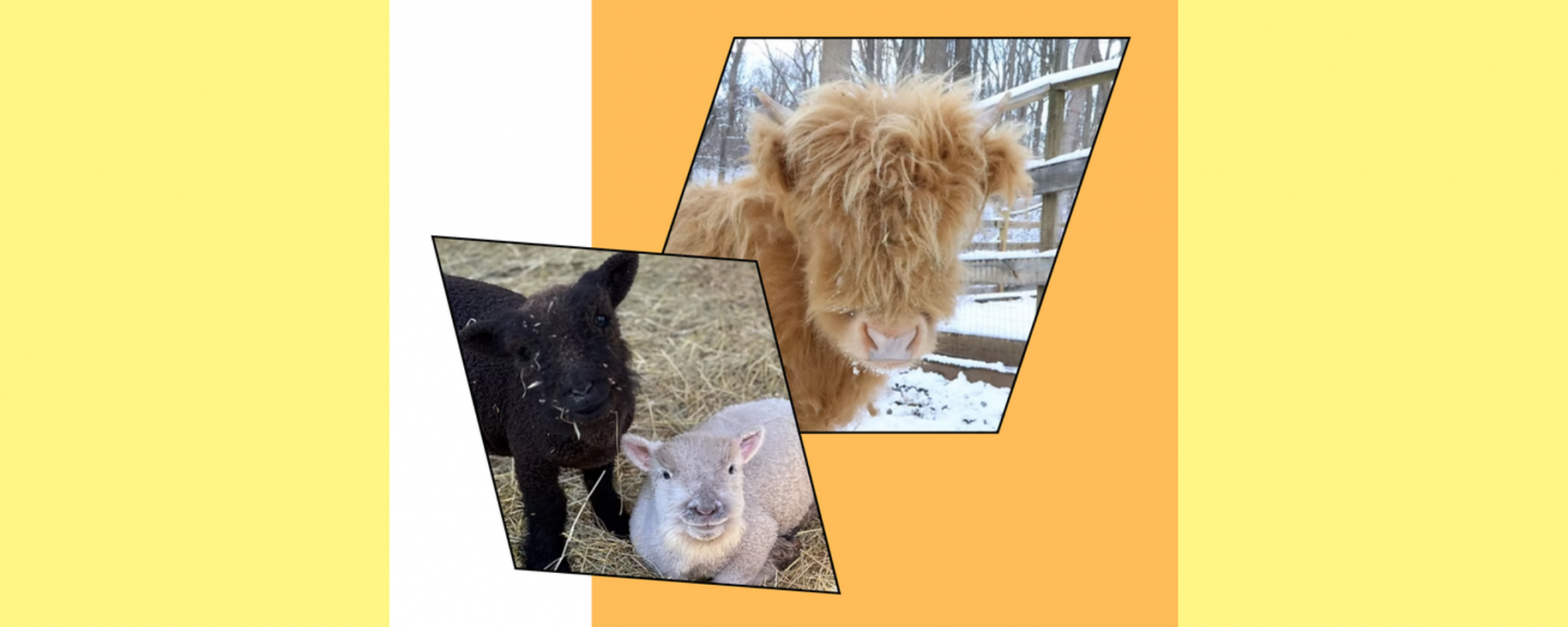 Left: image of baby doll lambs, one black and one white. Right: image of a golden micro highland cow.