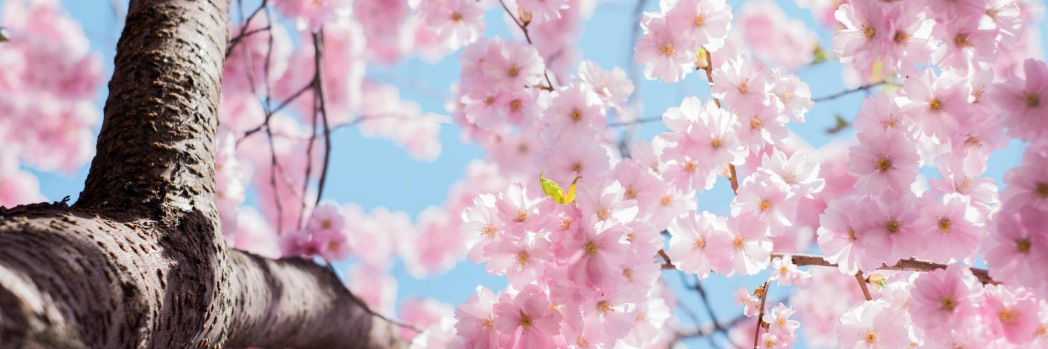 sakura blossoms