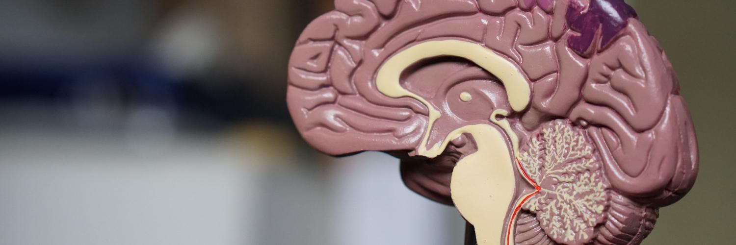 a model of a cross section of a brain