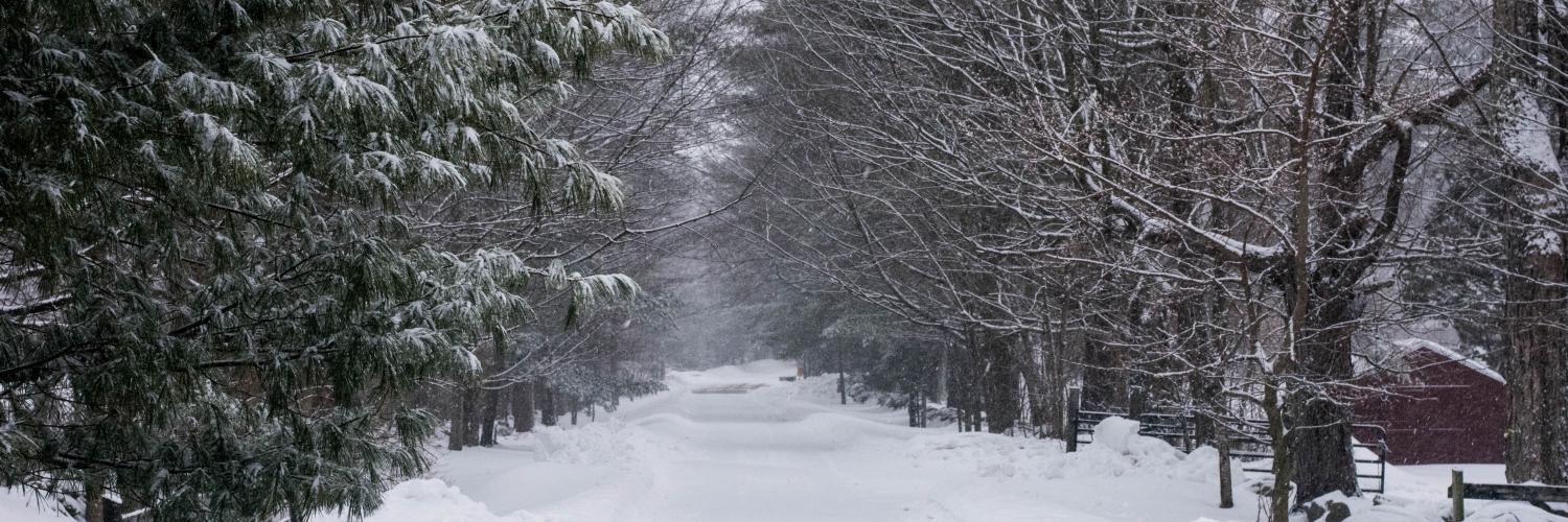 snow covered road receding into the distance between tall pine trees. Photo by Daniel Brubaker on Unsplash