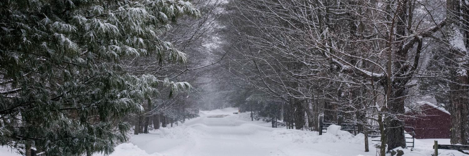 snow covered road receding into the distance between tall pine trees. Photo by Daniel Brubaker on Unsplash  