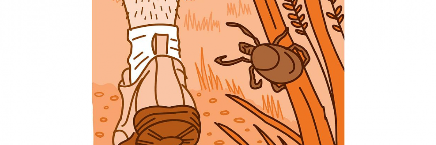 Illustration of person walking on a trail past a tick on a blade of grass