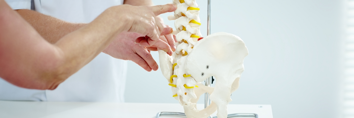 Close up of a chiropractor explaining to patient using plastic model of spine structure and hip bone in medical room