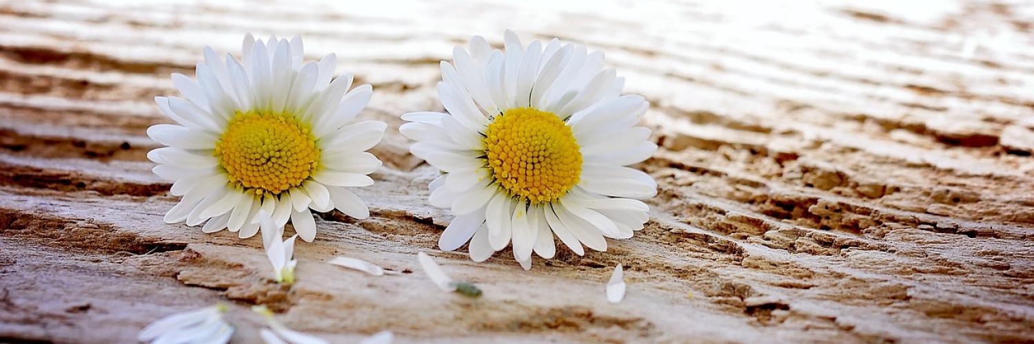 daisies