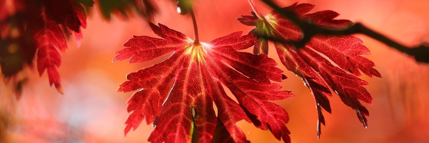 Fall