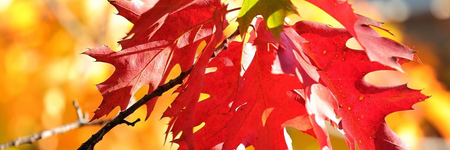 Fall