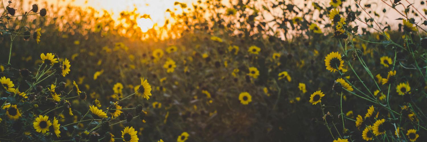 Field of yellow flowers (Black Eyed Susan) with the sun rising or setting in the background.
